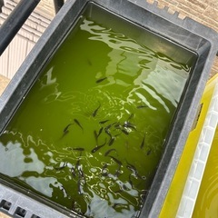 マツモ　水草　メダカの画像