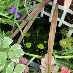 マツモ　水草　メダカの画像