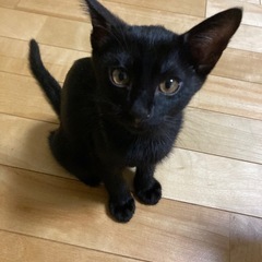【可愛がってくださる方】黒猫・女の子・もうすぐ3ヶ月
