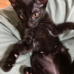 【可愛がってくださる方】黒猫・女の子・もうすぐ3ヶ月 - 坂井市