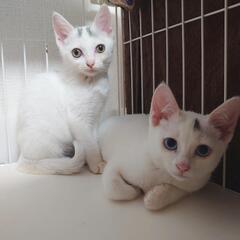白の子猫の里親募集🐱
