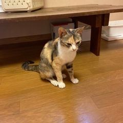 三毛猫ちゃんです♪
