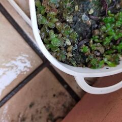 多肉植物　無料の画像