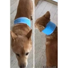 ひんやりタオル　沢山有りの画像