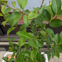 期間限定:植物・トウネズモチ:モクセイ科 の画像