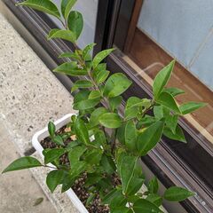 期間限定:植物・トウネズモチ:モクセイ科 の画像