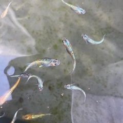 ユリシス　メダカ　稚魚6匹の画像