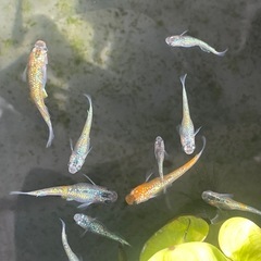 ユリシス　メダカ　稚魚6匹の画像