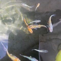 ユリシス　メダカ　稚魚6匹の画像