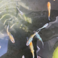 ユリシス　メダカ　稚魚6匹の画像