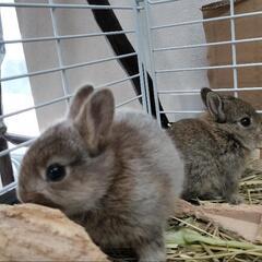 うさぎの里親募集　豊橋から