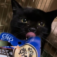 エイズ猫ちゃん
