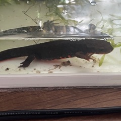 アカハライモリ2匹の画像