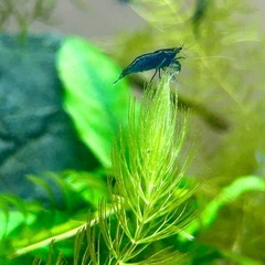 ブルーベルベットシュリンプ　熱帯魚の水槽に！の画像