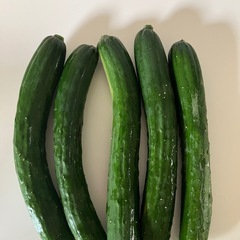 朝獲りキュウリ（5本）の画像