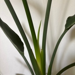 観葉植物　一つ500円の画像