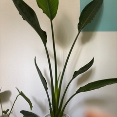 観葉植物　一つ500円