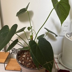 観葉植物　一つ500円の画像