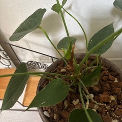 観葉植物　一つ500円の画像