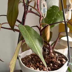 観葉植物　一つ500円の画像