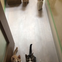 子猫4匹います　里親募集　1匹だけでも可
