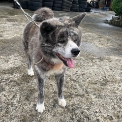 秋田犬　虎毛　3才　オス