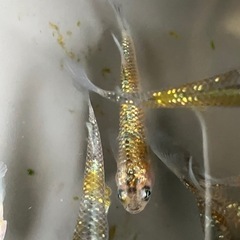 メダカ　ベテルギウス　7匹の画像