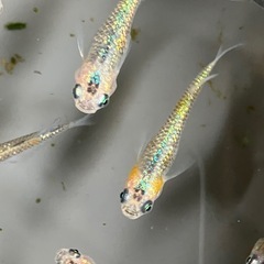 メダカ　ベテルギウス　7匹の画像