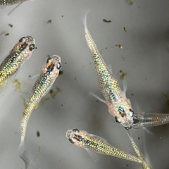 メダカ　ベテルギウス　7匹の画像