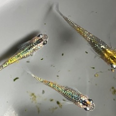 メダカ　ベテルギウス　7匹の画像