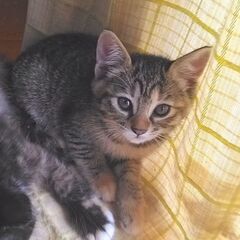内気で可愛いキジちゃん