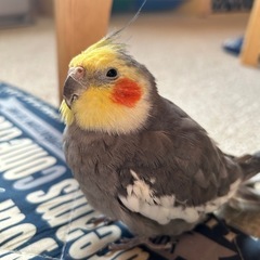 オカメインコ♂