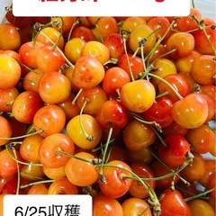 お取引成立！さくらんぼ　紅秀峰　Mサイズ　訳あり