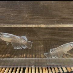 めだか:エメキン（色無し） まるこうメダカ