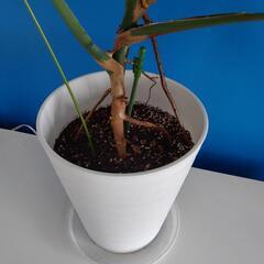 モンステラ　観葉植物の画像