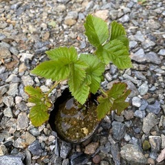 ラベンダー苗　家庭菜園　野菜の画像