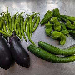 [無農薬]　野菜セット