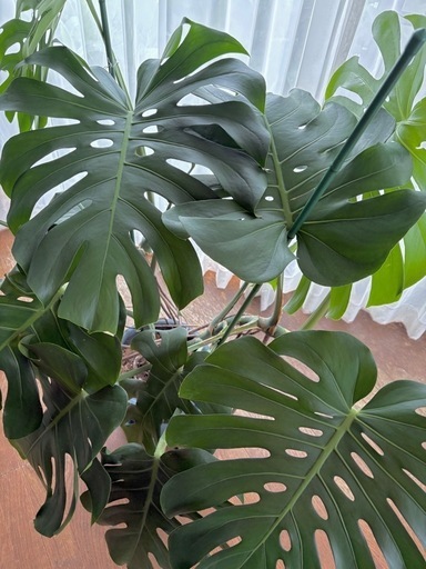 観葉植物　モンステラ