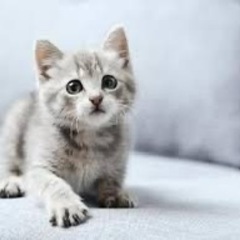 大宮近辺で猫ちゃんの話で盛り上がりれる人ーー🐈‍⬛