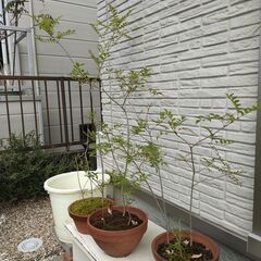 【最終】シマトネリコの画像