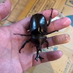 カブトムシ
 の画像