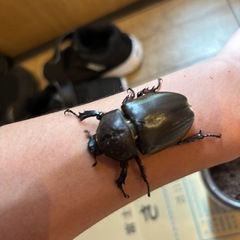 カブトムシ
 の画像