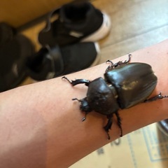 カブトムシ
 の画像