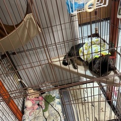 ウッドワンサークル キャット 2段タイプ無料の画像