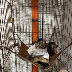 ウッドワンサークル キャット 2段タイプ無料の画像