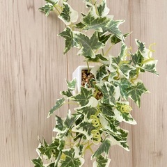 観葉植物　フェイクグリーン　アイビーの画像