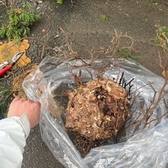 [神奈川県横浜エリア横須賀エリア]ハチ駆除スタッフ募集！の画像