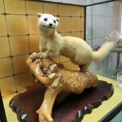 テンのはく製ケース付き引き取り限定の画像