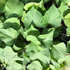 さつまいも苗　安納芋　ベニハルカの画像
