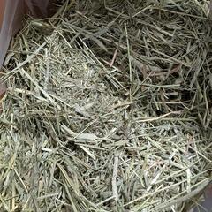敷きワラに！小動物の敷き床にも🌾チモシー